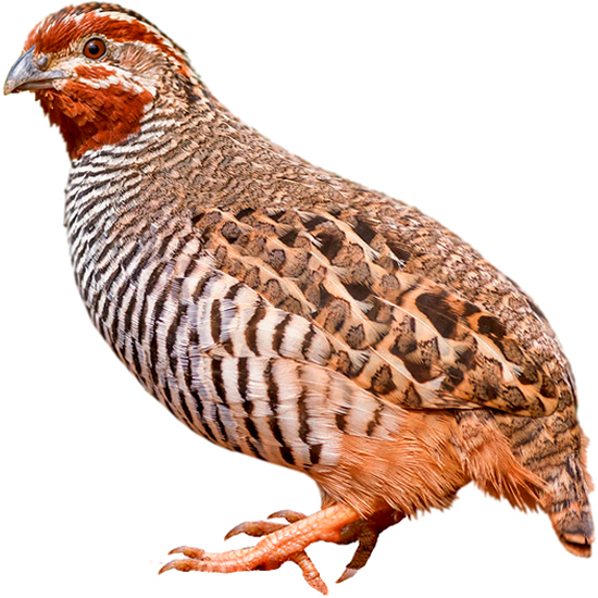 Jungle Bush Quail